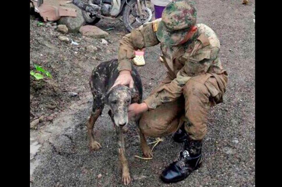 Un perrito fue rescatado de la tragedia