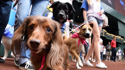 Así se vivió la primera ‘adoptatón’ de mascotas en Medellín
