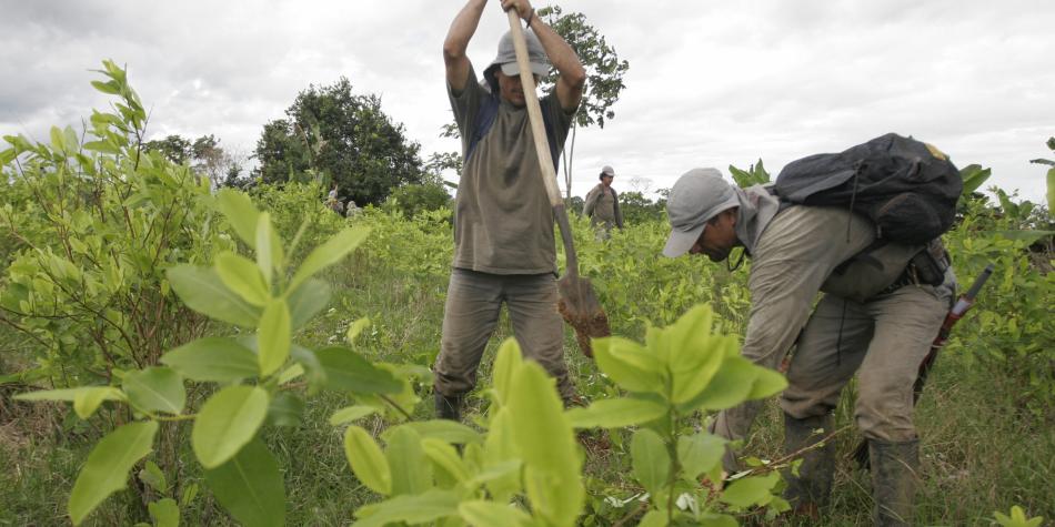 Producción de cocaína en el país en 2017 llegó a las 1.379 toneladas