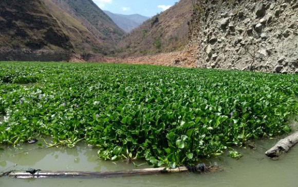 La amenaza latente de las plantas invasoras
