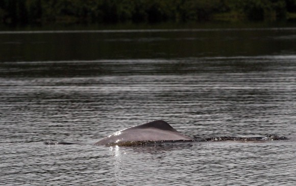 Los delfines rosados cambian como el Amazonas