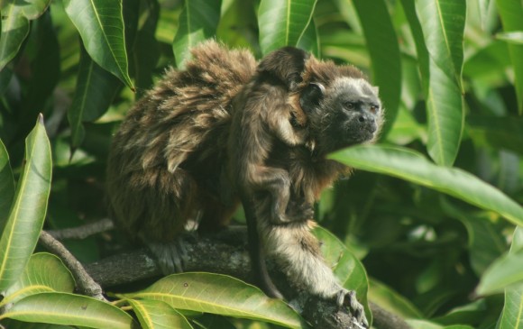 Se creció la familia: dos crías de tití gris nacen en la U. de A.