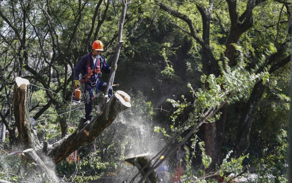 23 árboles se salvaron de la tala en el Túnel Verde
