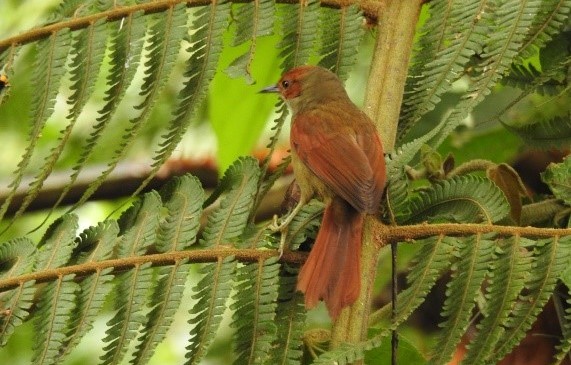 Registran una nueva especie de ave en el Valle de Aburrá