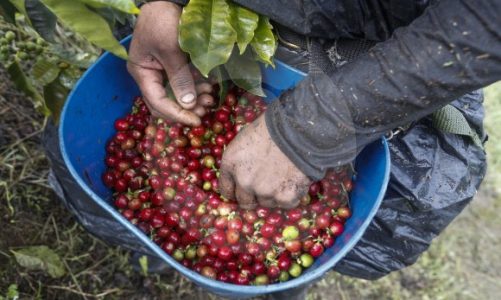 Once municipios de Antioquia, en el Plan Nescafé