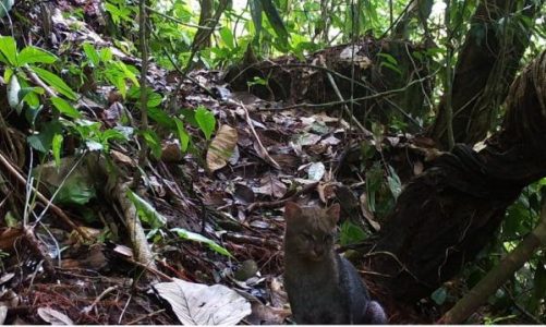 Así es el jaguarundi, el enigmático felino avistado en Caquetá