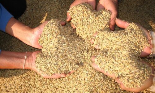 Se logró acuerdo de precios entre productores e industriales del arroz