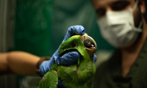 La cuarentena no frenó el rescate de animales en el Valle de Aburrá