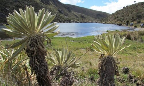 Liberales denunciarán exploración minera en Santurbán ante la Cidh