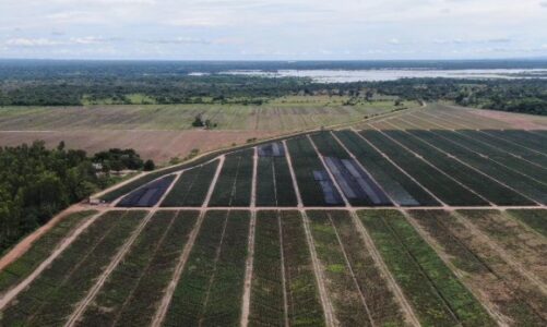 Colombia exportará por primera vez piña a Canadá