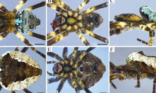Una nueva araña en los Andes